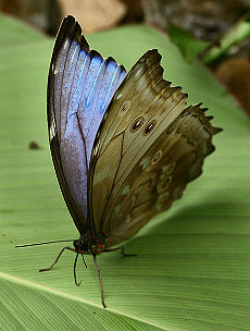 Morpho godarti, (Guerin, 1829). Caranavi, Yungas, Bolivia. d. 1 februar 2006. Fotograf: Lars Andersen