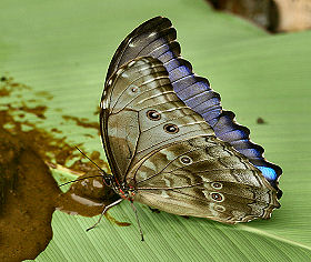 Morpho godarti, (Guerin, 1829). Caranavi, Yungas, Bolivia. d. 1 februar 2006. Fotograf: Lars Andersen