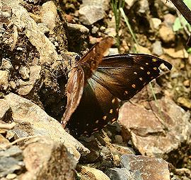 Morpho telemachus (Linnaeus 1758). Caranavi, Yungas, Bolivia. d. 1 februar 2006. Fotograf: Lars Andersen