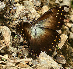 Morpho amphitryon susarion . Caranavi, Yungas, Bolivia. d. 1 februar 2006. Fotograf: Lars Andersen