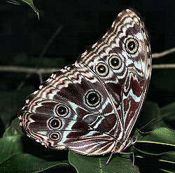 Morpho daidamia, (Hubner, 1816). Broncini Rio, Yungas, Bolivia. d. 29 januar 2006. Fotograf: Lars Andersen