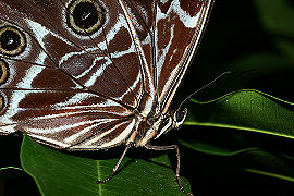 Morpho daidamia, (Hubner, 1816). Broncini Rio, Yungas, Bolivia. d. 29 januar 2006. Fotograf: Lars Andersen