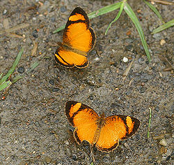 Dicoma Crescent, Ortilia gentina. Yolosa, Yungas, Bolivia.  januar 2006. Fotograf: Lars Andersen