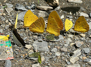 Tocana, Yungas, Bolivia. d. 20 januar 2006. Fotograf: Lars Andersen