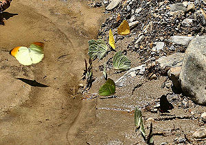 Broncini Rio, Yungas, Bolivia. d. 29 januar 2006. Fotograf: Lars Andersen