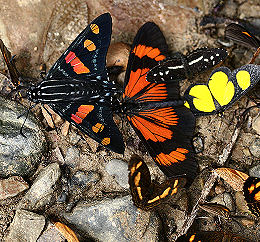 Caranavi, Yungas, Bolivia. d. 1 februar 2006. Fotograf: Lars Andersen