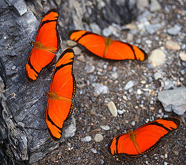 Caranavi, Yungas, Bolivia. d. 4 februar 2006. Fotograf: Lars Andersen