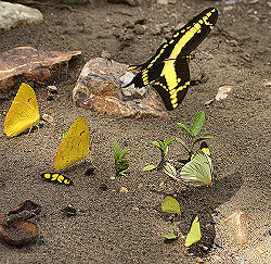 Tocana, Yungas, Bolivia. d. 24 januar 2006. Fotograf: Lars Andersen