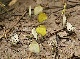 Heliopetes arsalte (Linnaeus, 1758). Vagantes, Yungas, Bolivia. d. 25 januar 2006. Fotograf: Lars Andersen