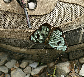 Challa, Yungas, Bolivia. d. 27 januar 2006. Fotograf: Lars Andersen