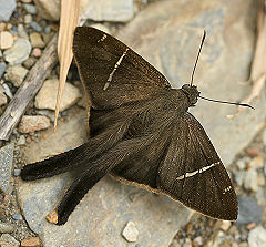 Urbanus teleus (Hubner, 1821). Challa, Yungas, Bolivia. d. 20 januar 2006. Fotograf: Lars Andersen