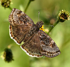 Erynnis funeralis. Coroico, Yungas, Bolivia. d. 23 januar 2006. Fotograf: Lars Andersen