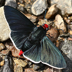 Pyrrhopyge charybdis (Westwood, 1852). Tocana, Yungas, Bolivia. d. 24 januar 2006. Fotograf: Lars Andersen