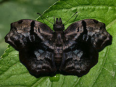 Helias phalaenoides. Tocana, Yungas, Bolivia. d. 24 januar 2006. Fotograf: Lars Andersen