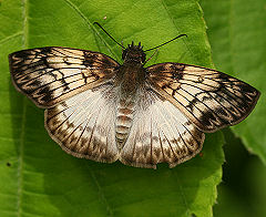 Mylon menippus, (Fabricius, 1776). Tocana, Yungas, Bolivia. d. 24 januar 2006. Fotograf: Lars Andersen