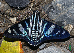 Jemadia Firetip. Caranavi, Yungas, Bolivia. d. 22 januar 2006. Fotograf: Lars Andersen