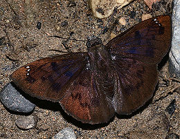 Caranavi, Yungas, Bolivia. d. 30 januar 2006. Fotograf: Lars Andersen