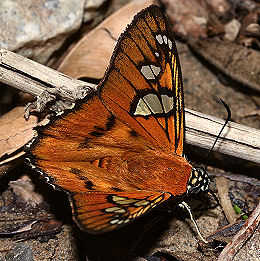 Myscelus amystis, (Hewitson, 1867). Caranavi, Yungas, Bolivia. d. 30 januar 2006. Fotograf: Lars Andersen