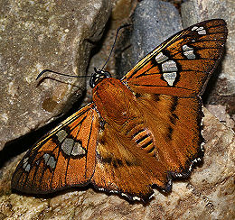 Myscelus amystis, (Hewitson, 1867). Caranavi, Yungas, Bolivia. d. 1 februar 2006. Fotograf: Lars Andersen