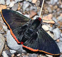 Caranavi, Yungas, Bolivia. d. 1 februar 2006. Fotograf: Lars Andersen