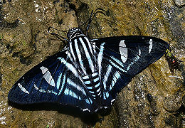 Azeta Skipper, Elbella azeta. Caranavi, Yungas, Bolivia. d. 4 februar 2006. Fotograf: Lars Andersen