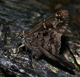 Coatractus aminias (Hewitson, 1867). Caranavi, Yungas, Bolivia. d. 4 februar 2006. Fotograf: Lars Andersen