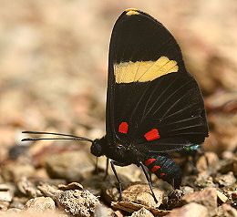 Caranavi, Yungas, Bolivia. d. 30 januar 2006. Fotograf: Lars Andersen