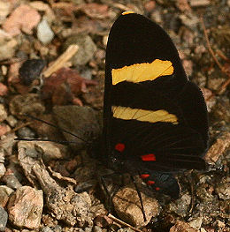 Electron Pixie, Melanis electron (Fabricius, 1793). Caranavi, Yungas, Bolivia. d. 30 januar 2006. Fotograf: Lars Andersen