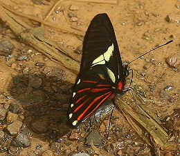 Cattleheart White, Archonias brassolis cutila (Fruhstorfer, 1907). Caranavi, Yungas, Bolivia. d. 30 januar 2006. Fotograf: Lars Andersen