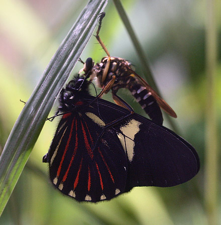 Cattleheart White, Archonias brassolis cutila (Fruhstorfer, 1907). Caranavi, Yungas, Bolivia. d. 30 januar 2006. Fotograf: Lars Andersen