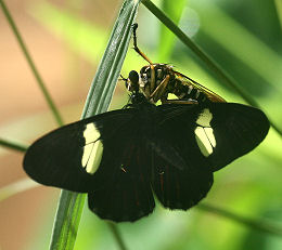 Caranavi, Yungas, Bolivia. d. 30 januar 2006. Fotograf: Lars Andersen