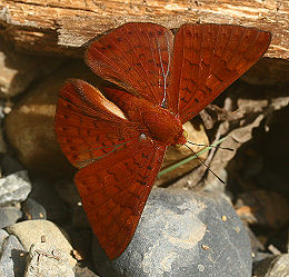 Caranavi, Yungas, Bolivia. d. 30 januar 2006. Fotograf: Lars Andersen