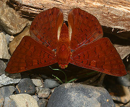 Caranavi, Yungas, Bolivia. d. 30 januar 2006. Fotograf: Lars Andersen