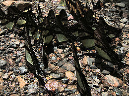 Caranavi, Yungas, Bolivia. d. 29 januar 2006. Fotograf: Peter Mllmann