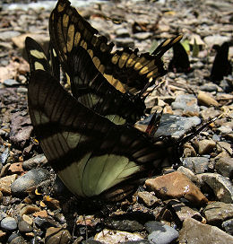 Caranavi, Yungas, Bolivia. d. 29 januar 2006. Fotograf: Peter Mllmann