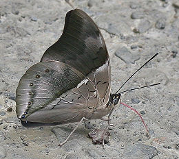 Brown Prepona, Noreppa chromus chromus. Caranavi, Yungas, Bolivia. d. 27 januar 2006. Fotograf: Lars Andersen