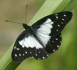 Challa, Yungas, Bolivia. d. 27 januar 2006. Fotograf: Lars Andersen