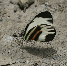 Perrhybris pamela. Challa, Yungas, Bolivia. d. 27 januar 2006. Fotograf: Lars Andersen