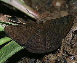 Tocana, Yungas, Bolivia. d. 20 januar 2006. Fotograf: Lars Andersen