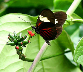 Heliconius melpomene penelope. Coroico, Yungas, Bolivia d. 23 januar 2006. Fotograf: Lars Andersen