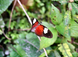 Coroico, Yungas, Bolivia d. 23 januar 2006. Fotograf: Lars Andersen