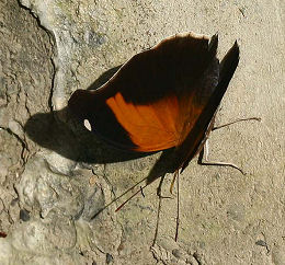 Stinky Leafwing, Historis odius. Yolosa, Yungas, Bolivia.  januar 2006. Fotograf: Lars Andersen