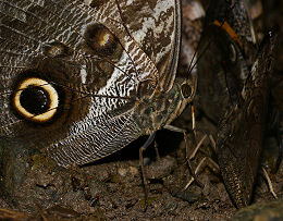 Caligo illioneus pheidriades. Rio Broncini, Yungas, Bolivia d. 7 februar 2006. Fotograf: Lars Andersen