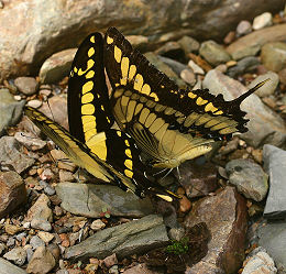 Rio Broncini, Yungas, Bolivia d. 7 februar 2006. Fotograf: Lars Andersen