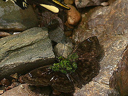 Rio Broncini, Yungas, Bolivia. d. 7 februar 2006. Fotograf: Lars Andersen