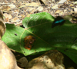 Archaeoprepona amphimachus. Rio Broncini, Yungas, Bolivia. d. 7 februar 2006. Fotograf: Lars Andersen