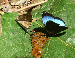 Archaeoprepona amphimachus og Morpho leontius. Rio Broncini, Yungas, Bolivia. d. 7 februar 2006. Fotograf: Lars Andersen