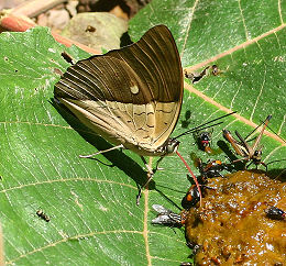 Archaeoprepona amphimachus. Rio Broncini, Yungas, Bolivia. d. 7 februar 2006. Fotograf: Lars Andersen