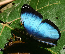 Morpho leontius Felder. Rio Broncini, Yungas, Bolivia d. 7 februar 2006. Fotograf: Lars Andersen