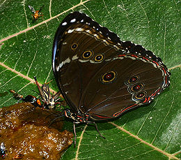 Morpho leontius Felder. Rio Broncini, Yungas, Bolivia d. 7 februar 2006. Fotograf: Lars Andersen